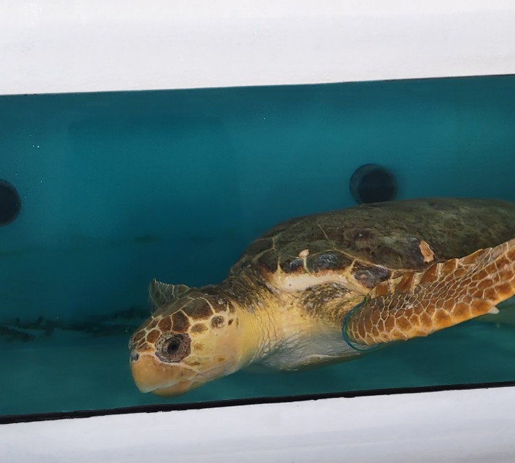 the-florida-aquarium-turtle-rehabilitation-center-photo